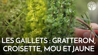 Les gaillets : gratteron, mou, croisette et jaune