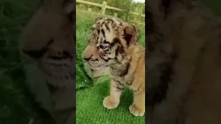 Cute Baby Tiger Roaring and Running!