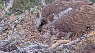 The first Loch Arkaig Osprey chick is on the way - the egg has pipped! 22 May 2024 (zoom)