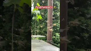 ОБЛЕТ ПОСЛЕ ДОЖДЕЙ🐝❤️