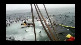 sea lions Break Into Net And Eat All The Fish