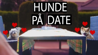 MIN HUND PÅ DATE!