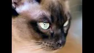 Тайские кошки: фото, описание породы, характер. Кошка тайской породы