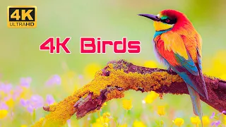 The Most Amazing BIRDS in the World 8K ULTRA HD - Relaxing Music and Nature Sounds 4K TV Part-2