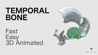 Temporal Bone - Overview- Fast and Easy, Animated in 3D