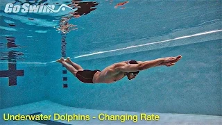 Underwater Dolphins - Increasing Rate