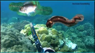 Day Spearfishing philipines🇵🇭🇵🇭🇵🇭solo dive harvest