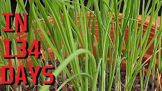 How to grow Garlic chives (Allium Tuberosum) from seeds