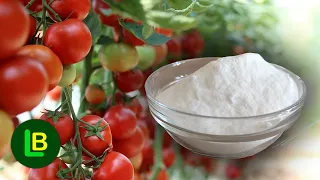 BAKING SODA against diseases, repels pests, kills weeds, washes fruits