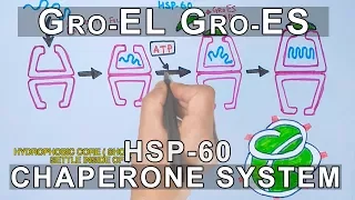 Mechanism of Chaperone Assisted Folding | Gro EL-ES System