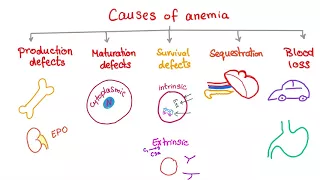 Causes and Mechanisms of Anemia - Hematology Series