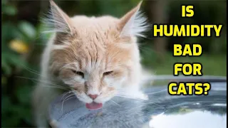 How Does Humidity Affect Cats?