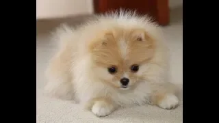 Cute Pomeranian Puppies Compilation 2018 #2