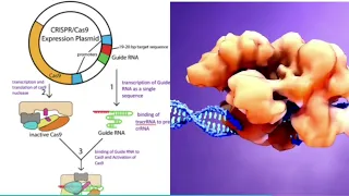 CRISPR/Cas9 Technology and how does it work- Times Of Botech