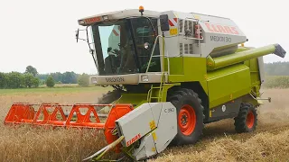 Żniwa 2021 ❗ Koszenie Pszenżyta ✅ Claas Medion 310