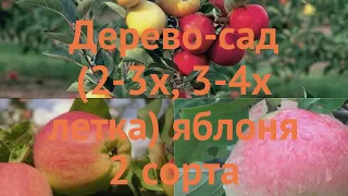 Яблоня обыкновенная Яблочный спас - Коричное полосатое 🌿 обзор: как сажать, саженцы яблони