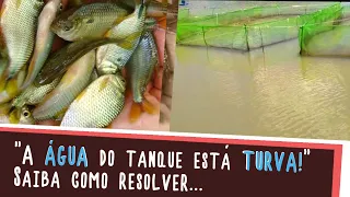 "A ÁGUA do tanque está TURVA e os peixes estão comendo menos". Aprenda a resolver este problema!