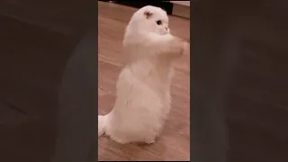 Cute Cat Adorable white Scottish fold kitty trying to Catch his toy