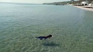 Labrador swims in the sea with a ball