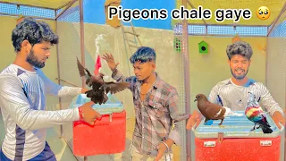 Good Bye Pigeons 🥺 ( Kabootar Vapas Kar diye 🕊