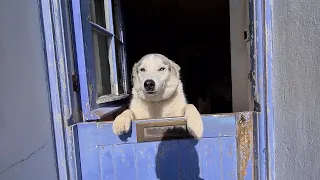 Poor sick Husky gets a surprise visit on his birthday