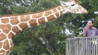 Как кормят жирафов в зоопарке Майами. How you can feed the giraffes in the Miami Zoo