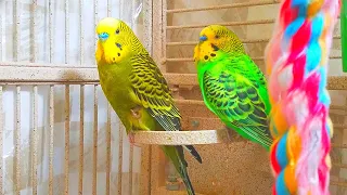 3 Hr Budgies Chirping Talking Singing Parakeets Sounds Reduce Stress , Relax to Nature Bird Sounds