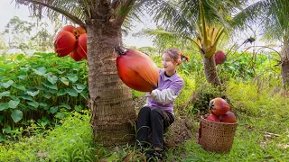 Harvesting RED COCONUT goes to market sell - Harvesting & Cooking | Ly Thi Na