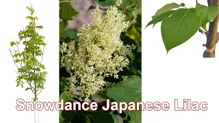 Snowdance Japanese Lilac