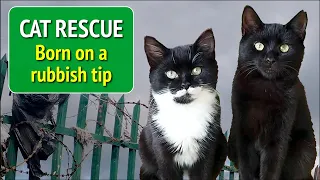 Cat Rescue - The Rubbish Tip Kittens.
