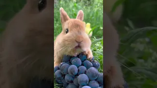 Little rabbit eating grapes, cute pet rabbit, cute little pastoral pet