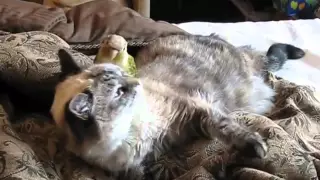 Попугай достает кота Parrot preens cat