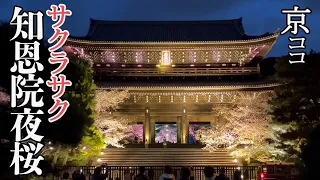 【京都おすすめ】サクラサク 知恩院夜桜2022【京のココ見といやす】【京都観光旅行】