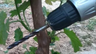 Grafting a vine with a drill in summer