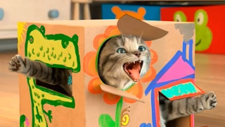Играем с маленьким милым котенком из коробки и ловим печенье