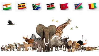 National Animals: Every Country in Africa