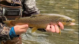 Fly Fishing Potter County: First Fork of the Sinnemahoning