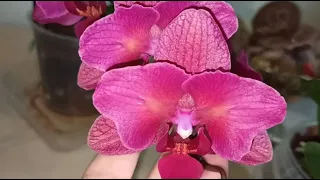 Цветение в моей спальне орхидей фаленопсисов . Бабочка. Пелорик. Бабулетка.  Май.