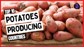 Top 10 Largest Potato Producing Countries in the World 2021 #potato #potatoproduction