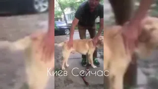 Хозаин нашел свою собаку спустя 6 лет разлуки // Видео: Киев Сейчас