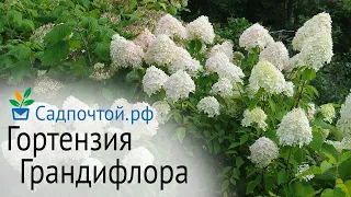 Гортензия метельчатая "Грандифлора"