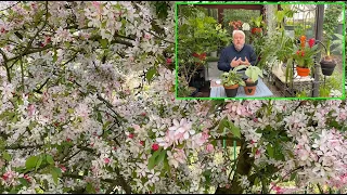 AMÉLANCHIER, PETIT ARBRE À FLEURS ET AUX FRUITS COMESTIBLES (LE QUOTIDIEN DU JARDIN, émission N°51)