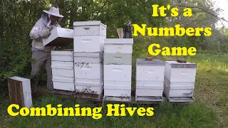 Bee Hives Need Bees for Honey | A NUC Hive Ready