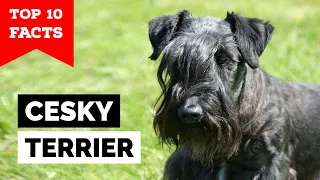 Cesky Terrier -Top 10 Facts