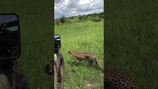 A leopard crosses our vehicle in Masai Mara national reserve Kenya