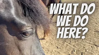 What Do We Do Here? | Our Horse Farm | Tennessee Walking Horses