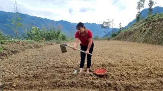 Taking care of animals on the farm - tilling the soil, planting corn/ Ly Nhe