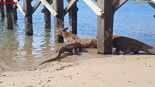 the ferocity of komodo dragons while hunting