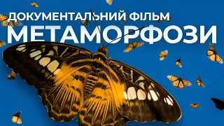 Метаморфози: краса та дизайн метеликів | Документальний фільм | Міфи еволюції