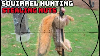 Squirrel Hunting (Stealing Nuts)